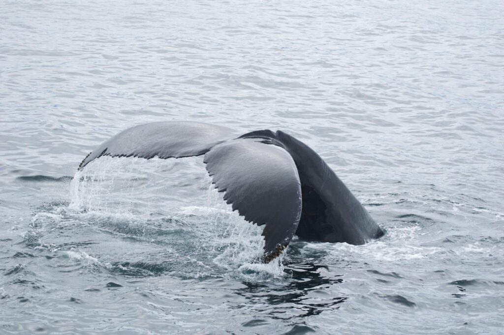 a fin above water