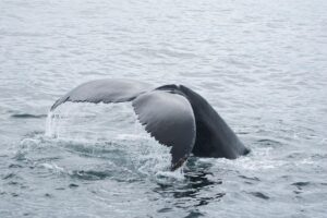 a fin above water