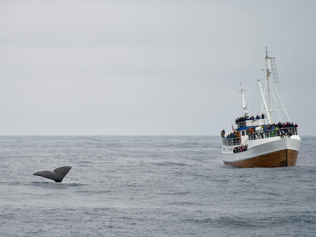 tail of whale near sailing passenger ship