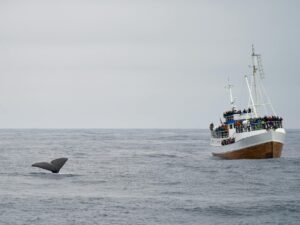 tail of whale near sailing passenger ship