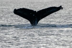 humpback whale tail seen in sitka alaska waters