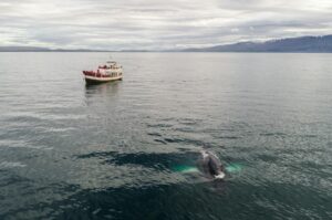 humpback whale near boat in sea
