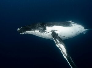 whale in blue depth of ocean