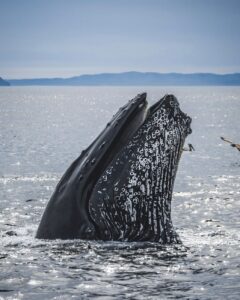 a humpback whale in the ocean