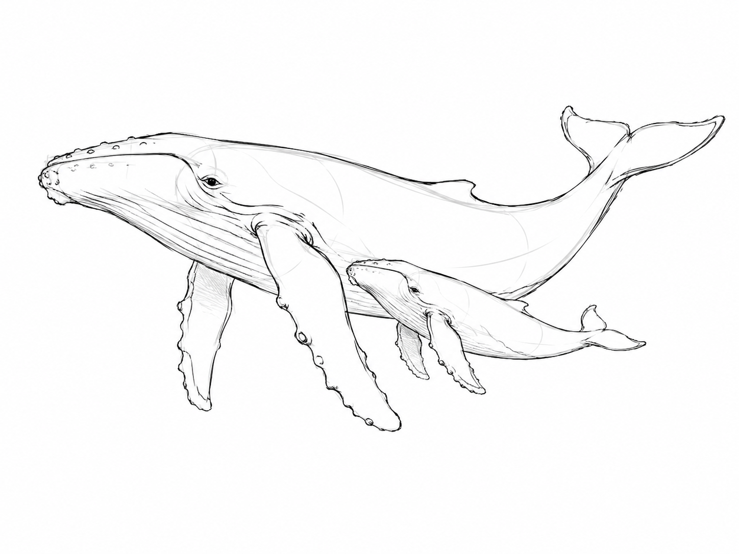 Croquis baleine à bosse