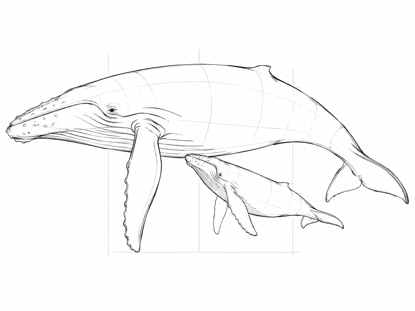 Croquis baleine à bosse