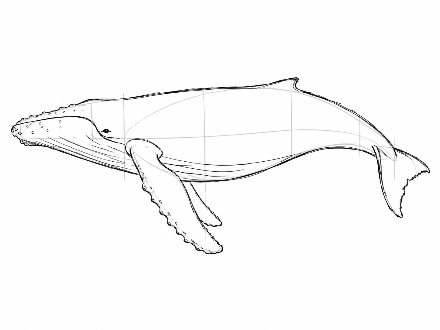 Croquis baleine à bosse