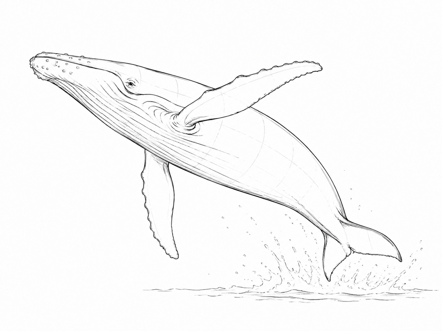 Croquis baleine à bosse