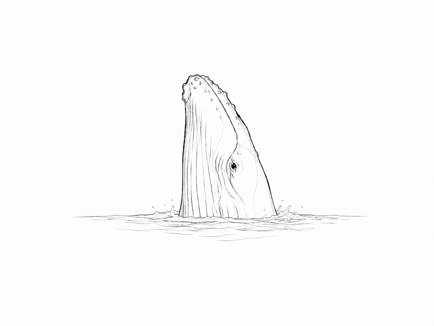 Croquis baleine à bosse