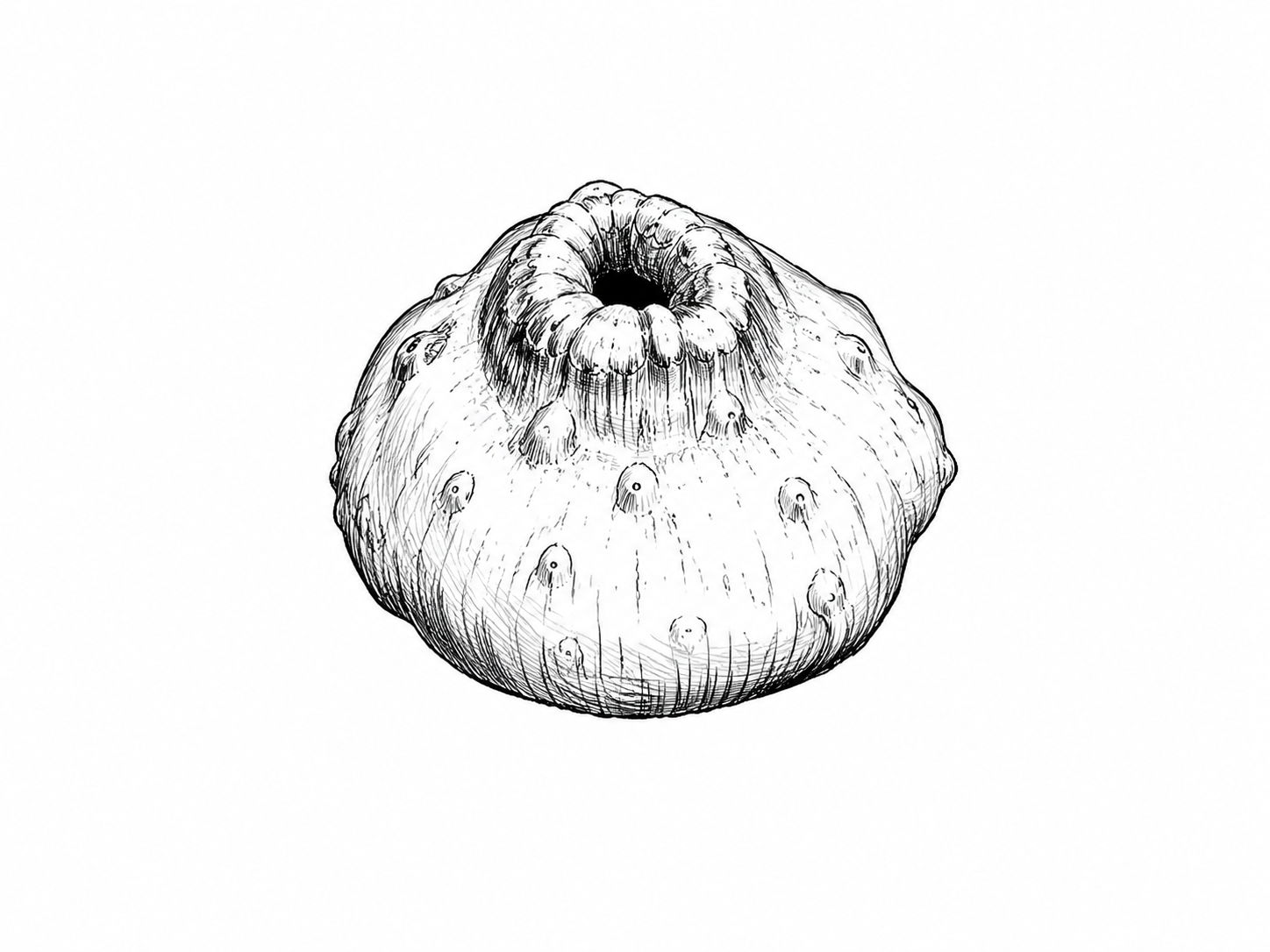 Tubercules